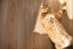 Alarma en casa con mascotas: cómo configurar los sensores