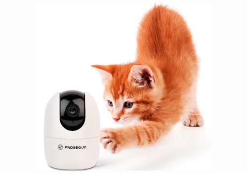 gato-camara gato-camara