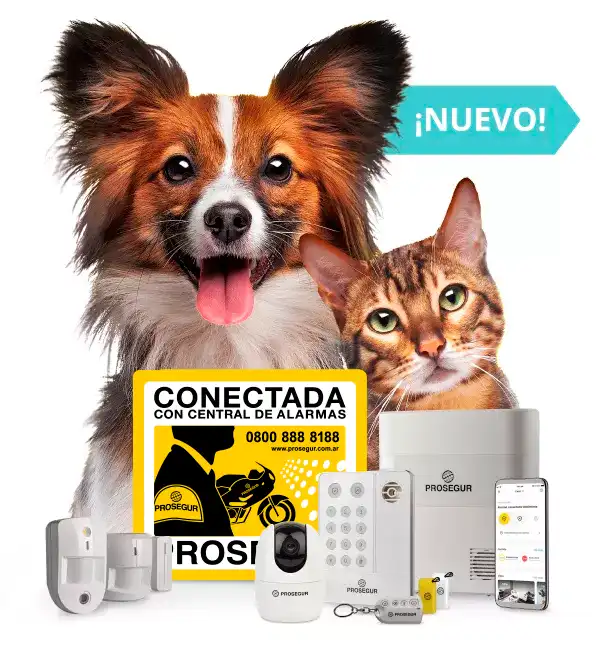 placa pet ready arg placa pet ready arg